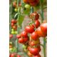 Pomidor Pokusa - wysoki czereśniowy