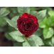 Róża wielkokwiatowa bordowa - sadzonka