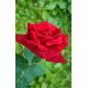 Róża wielkokwiatowa czerwona - sadzonka