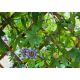 Męczennica błękitna - Passiflora Caerulea - sadzonka