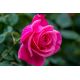 Róża wielkokwiatowa ciemnoróżowa - sadzonka
