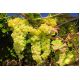 Winogrona jasne, winorośl - Solaris - sadzonka