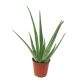 Aloes w doniczce - Aloe vera - sadzonka 35 cm