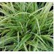 Turzyca japońska Silver sceptre - Carex morrowii - trawy ozdobne - sadzonka
