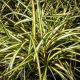 Turzyca oszimska Evergold Compact - Carex oshimensis - trawy ozdobne - sadzonka