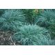 Turzyca prosowata - Carex panicea - trawy ozdobne - sadzonka