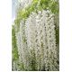 Wisteria biała - Glicynia chińska Alba - najpiękniejsze pnącze świata - duża sadzonka