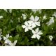 Barwinek pospolity - Gertrude Jekyll - białe kwiaty, zimozielony - sadzonka