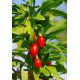 Jagody goji - Kolcowój Big Berry - duże owoce - sadzonka