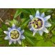 Męczennica błękitna - Passiflora Caerulea - sadzonka