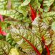 Burak liściowy Rhubarb Chard - czerwony