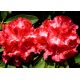 Rododendron czerwony, azalia - Prinz Karneval - sadzonka