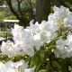 Rododendron biały, azalia - Cunningham's White - sadzonka