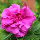 Róża pomarszczona - Moje Hemmarberg - odporna, kwitnie i owocuje - sadzonka