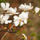 Magnolia biała - Merrill - sadzonka