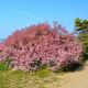 Tamaryszek - malowniczy, różowy krzew - sadzonka