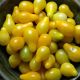 Pomidor Yellow Pearshaped - wysoki żółty