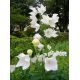 Platykodon wielkokwiatowy biały