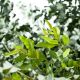 Eukaliptus cytrynowy - wiecznie zielony, pachnie i odstrasza owady!