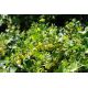 Agrest zielonożółty - Invicta - sadzonka