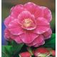 Begonia - Camellia - różowo-biała - 2 szt.