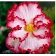 Begonia - Marginata White - biało-czerwona - 2 szt.