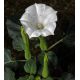 Bieluń surmikwiat – biały