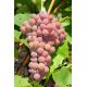Winogrona bezpestkowe różowe, winorośl - Einset Seedles - sadzonka