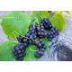 Winogrona bezpestkowe ciemne, winorośl - Venus - sadzonka