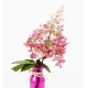 Hortensja bukietowa różowa - Pink Diamond - sadzonka P9