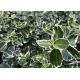 Trzmielina - Emerald Gaiety - duża sadzonka