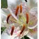 Lilia orientalna miniaturowa Muscadet - 1 cebula