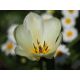 Tulipan niski - White Purissima - 5 szt.