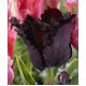 Tulipan Black Parrot opak. 5 szt.