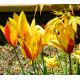 Tulipan botaniczny - Cynthia - 5 szt.