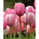 Tulipan Pink Impression - 5 szt.