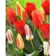 Tulipan botaniczny - niski - mix kolorów - 5 szt.