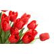 Tulipan czerwony - Red - duża paczka! - 50 szt.