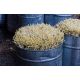 Nasiona na kiełki - Fasola Mung - 250 gram