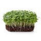 BIO Nasiona na kiełki - Rokietta siewna - Certyfikowane nasiona ekologiczne