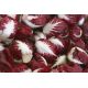 BIO Cykoria sałatowa Palla rossa 3 - Certyfikowane nasiona ekologiczne