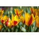 Tulipan Chrysantha - opak. 5 szt.