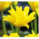 Tulipan Yellow Spider - opak. 5 szt.