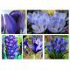 Zestaw kwiatów w kolorze niebieskim - 5 gatunków