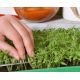 Microgreens - Kolendra siewna - młode listki o unikalnym smaku