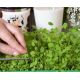 Microgreens - Lucerna siewna - młode listki o unikalnym smaku