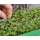 Microgreens - Kapusta mizuna - młode listki o unikalnym smaku