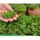 Microgreens - Heaven - Mieszanka nasion o łagodnym smaku - zestaw 10 szt. + pojemnik do uprawy