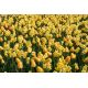 Żółta polana - zestaw tulipany + żonkile - 50 szt.