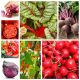 Warzywa czerwone - zestaw 8 gatunków